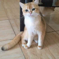 بریتیش گلد ny12 چشم ابی