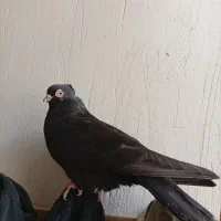 کبوتر زاغ|پرنده|ایذه, |دیوار