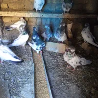 کبوتر نک قنار