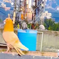 کبوتر یا کفتر