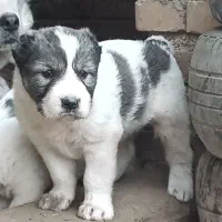 الابای ترکمن روس چهار تو من