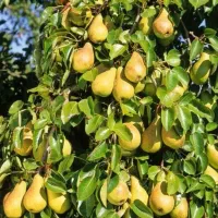 نهال ریشه پرس دوساله