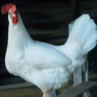 به ۳ کارگر با تجربه جهت کار در مرغداری تخم گذار