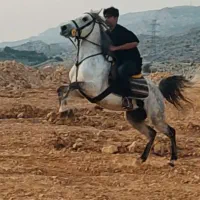 اسب کرد پرخون فروش فوری