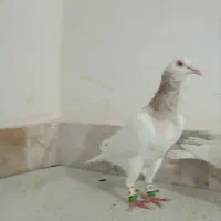 کبوتر