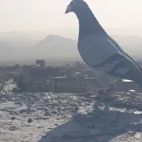 سبز پلاکی اس همه نر