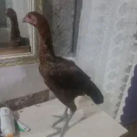 مرغ فروشی یا معاوضه کوتوله