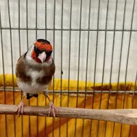 سهره جوجه قفس ۲ساله