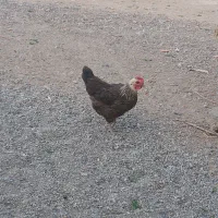 مرغ