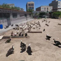 غاز|حیوانات مزرعه|بوئین زهرا, |دیوار