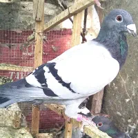 کبوتر مسافتی. آلمانی. پلاکی.جانسن