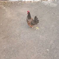 خروس پاکوتاه