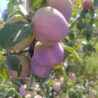فروش الو استنلی وکبرایی
