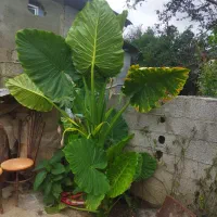 تعدادی گل بابا آدم