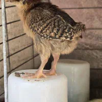 جوجه (یک ماهه)