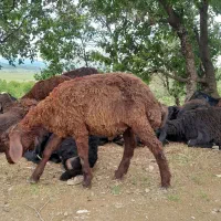 فروش گوسفند کاور بران سالم