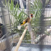 سهره مست دوتا