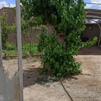 خانه-ویلایی