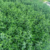 فروش نعنای خانگی