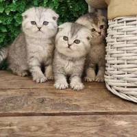 توله گربه ملوس