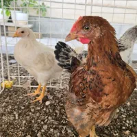 نیمچه جوجه مرغ