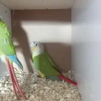 گرینچیک اهلی 50روزه