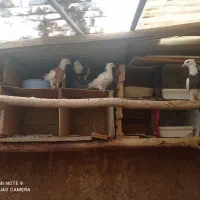 فروش تعدادی کفتر طوقی جفت