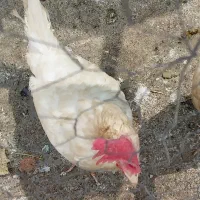 فروش مرغ