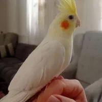 عروس هلندی سخنگو