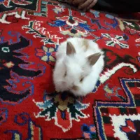 خرگوش|موش و خرگوش|تبریز, |دیوار