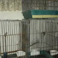 قفس عروس هلندی و کاسکو