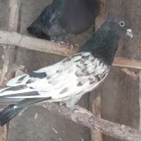 کفتر قدیمی