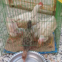 5 تا جوجه سه ماهه
