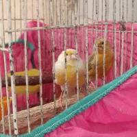 یک جفت قناری مناسب قیمت