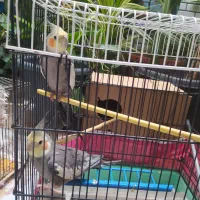 فروش یک جفت عروس هلندی