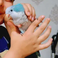 طوطی راهب