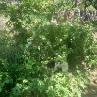 باغ گیلاس وزدالو گردو وزمین خالی