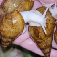 حلزون آچاتیناو آلبینو وخاویار تراپی پوست
