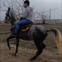 اسب کرد|اسب و تجهیزات اسب‌سواری|گوگان, |دیوار