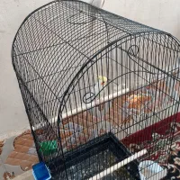 جفت عروس هلندی