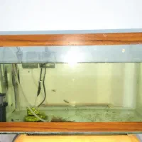 آکواریوم و ماهی گوپی و زبرا