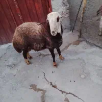 قوچ افشاری