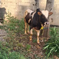 ورزاکوله چالوسی‌سرشاخ دار