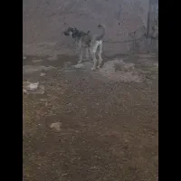 توله سگ