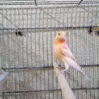 قناری نر پرتقالی ماده موزاییکی معاوضه با گلدین