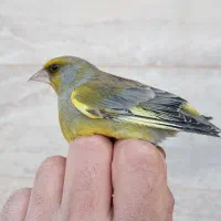 سره سبز