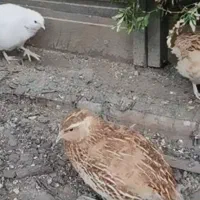 فروش بلدرچین