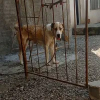 الابای ماده