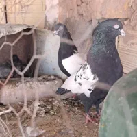 سین سیاه|پرنده|کرمان, |دیوار