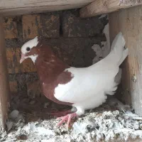فروش ومعاوضه جوجه طوقی